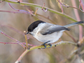 Cute bird the willow tit, song bird sitting on a branch without leaves in the winter.