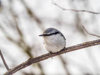 Eurasian nuthatch or wood nuthatch, lat. Sitta europaea, sitting on a tree branch with a blurred background.