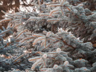 Branches of blue spruce with needles in the sunset light. The blue spruce, Colorado spruce, or Colorado blue spruce, with the Latin name Picea pungens.
