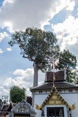 Within Wat Pan-Tao is a Buddhist temple in Chiang Mai province northern of Thailand.