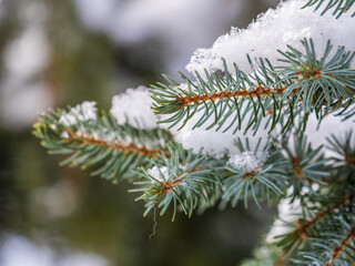 Naklejka na ściany i meble Green fir branches in winter covered with snow
