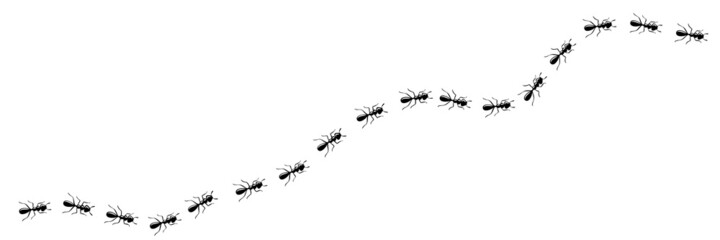 Worker ants trail curve. Ant path isolated in white background. Vector illustration