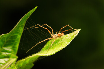 Close up macro shot of forest spider