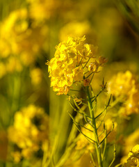 菜の花