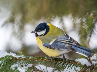 Cute bird Great tit, songbird sitting on the fir branch with snow in winter