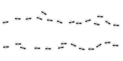 Ants marching in trail in the house. Ant way isolated in white background. Vector illustration