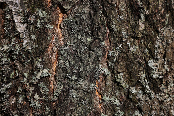 Texture of tree bark as background, closeup view