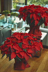 Christmas flowers in winter to decorate the home, poinsettia 2
