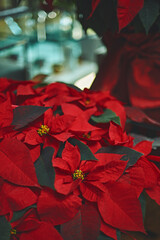 Christmas flowers in winter to decorate the home, poinsettia 1 