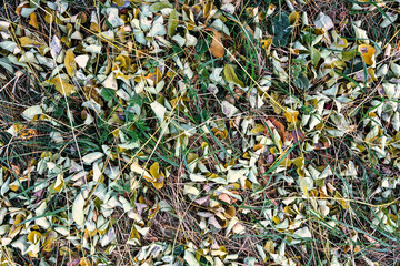 Fallen autumn leaves on the ground. Autumn colors. Background from leaves.