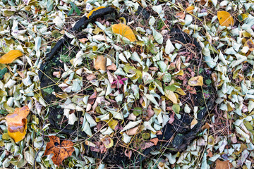 Fallen autumn leaves on the ground. Autumn colors. Background from leaves.