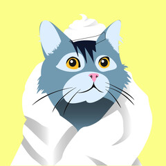 cat after take a bath