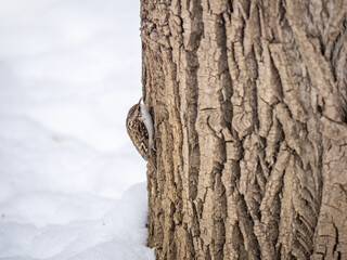 Fototapeta premium Little bird Eurasian treecreeper crawling on a tree in winter. Nature background. Bird: Short toed Treecreeper. Certhia brachydactyla.