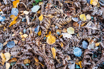 Fallen autumn leaves on the ground. Autumn colors. Background from leaves.