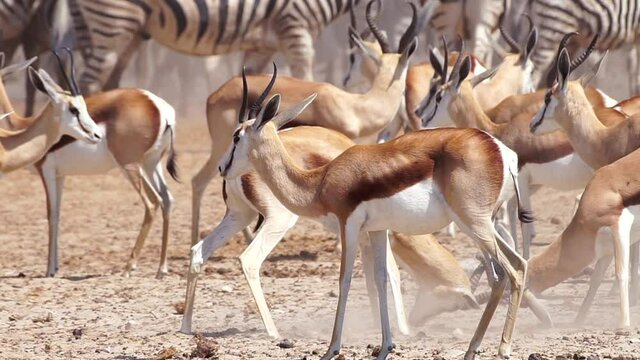 A Group Of Springboks In The Etosha National Park In Namibia, Africa - close up