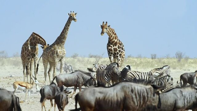 Three Angolan Giraffes In The Plains With Wildebeest, Zebras, And Springboks At Etosha National Park In Namibia, Africa. - wide shot