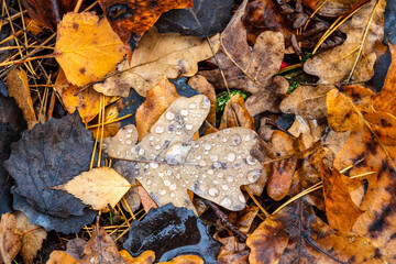 Fallen autumn leaves on the ground. Autumn colors. Background from leaves.