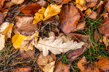 Fallen autumn leaves on the ground. Autumn colors. Background from leaves.