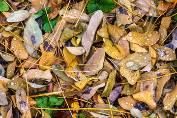 Fallen autumn leaves on the ground. Autumn colors. Background from leaves.