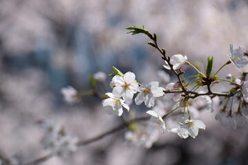 桜