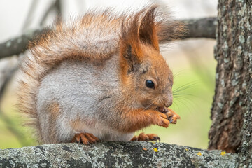 Naklejka na ściany i meble The squirrel with nut sits on a branches in the spring or summer.