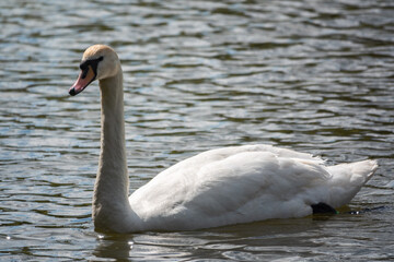 A graceful white swan swimming on a lake with dark green water. The white swan is reflected in the water