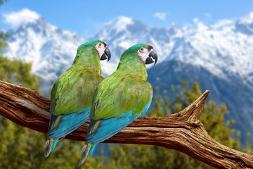 Himalayan mountain birds perched on a tree branch with scenic landscape at Kalpa Himachal Pradesh,...