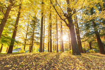 一面美しいイチョウの紅葉