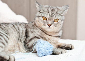 angry tabby cat lying on a bed next to a ball of yarn. grumpy grey kitten.