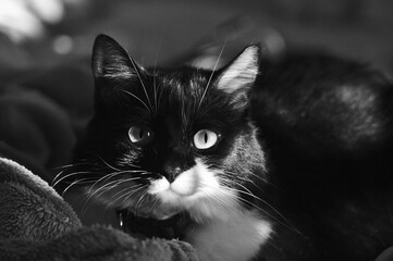 black and white cat portrait