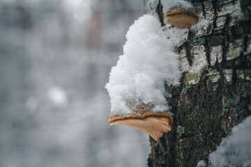 Birch mushroom Chaga in the snow on the bark of a tree. Winter forest. Fungus betulinus. Selective...