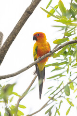 Rosy-faced lovebird perches on branch