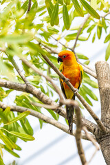 Rosy-faced lovebird perches on branch