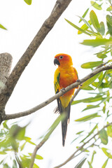Rosy-faced lovebird perches on branch