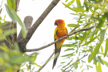 Rosy-faced lovebird perches on branch