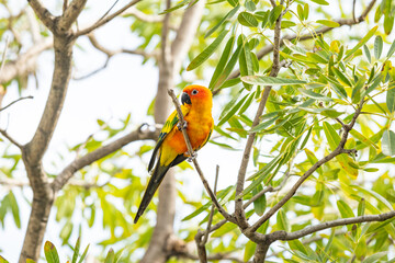 Rosy-faced lovebird perches on branch