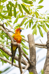 Rosy-faced lovebird perches on branch