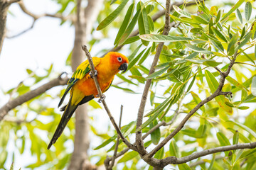 Rosy-faced lovebird perches on branch