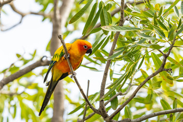 Rosy-faced lovebird perches on branch