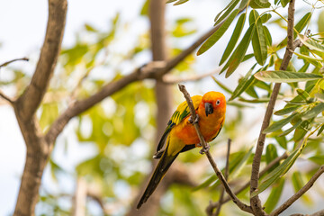 Rosy-faced lovebird perches on branch