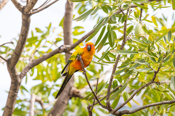 Rosy-faced lovebird perches on branch