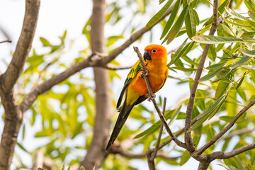 Rosy-faced lovebird perches on branch
