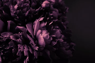Fotobehang Pioenrozen Beautiful purple peonies bouquet on black background, soft focus. Dark Spring or summer floral background. Festive flowers concept