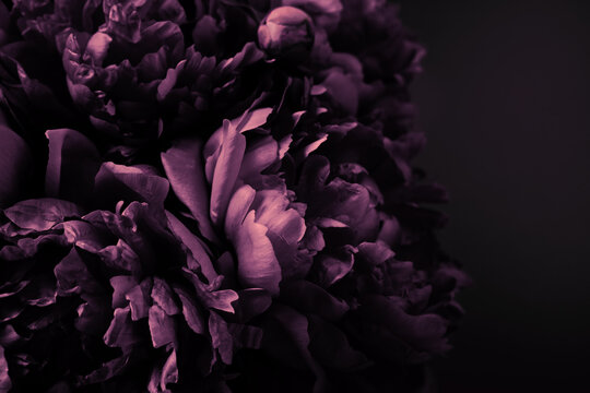 Beautiful purple peonies bouquet on black background, soft focus. Dark Spring or summer floral background. Festive flowers concept