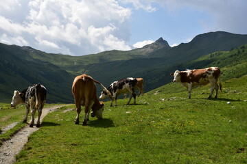 cows grazing in an alpine region