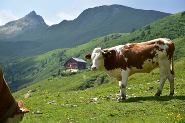 Fototapeta na wymiar cows grazing in an alpine region
