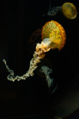 Beautiful jellyfish with long tentacles