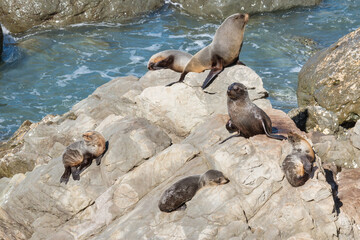 Arctocephalus forsteri - Australasian fur seal colony sunbathing on rocks in ocean