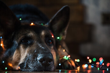 A German shepherd dog lies on the floor covered with a Christmas garland. Selective focus on the dog's nose
