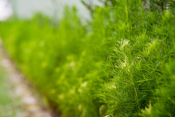 Casuarina equisetifolia is cultivated as an ornamental plant. It grows on the Islands of Western Oceania, as well as the Australian region.